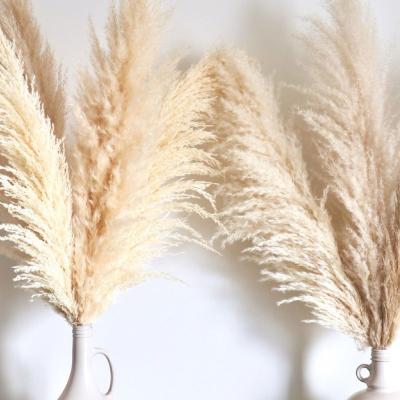 China Amazon Popular Natural Fluffy Natural Flowers Style Beige Dry Pampas Grass For Wedding Decoration for sale