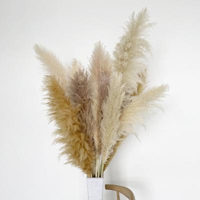 China HOT Wholesale Natural Cream Dried Pampas Grass Home Decor Wedding Decor Ins. for sale