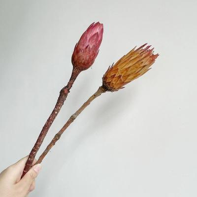 China New Hot Popular Selling Involucrata LOTUS Flower Dried Saussurea de NEIGE de NEIGE Interior Decoration Best for Decoration for sale