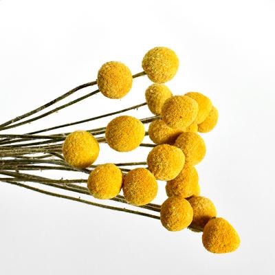 China Bouquets Wholesale Billy Balls Natural Dried Flower Dried Balls Billy Balls Golden Craspedia for sale