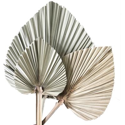 China Home decoration Yunnan TaoXi dried real dry palm leaves for home decoration for sale