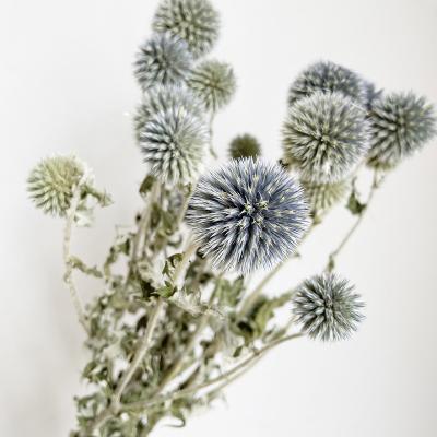 China Most popular selling style natural dry nature direct blue echinops to wedding bouquet for sale