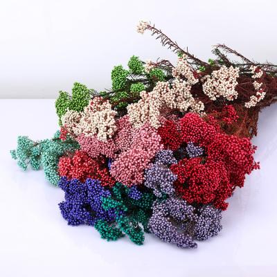 China Home Decor High Quality Colorful Dry Ozothamnus Diosmifolius Achillea Flower Preserved Rice Flower Yunnan TaoXi For Home Decoration for sale