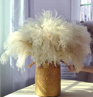 China Decoration For Decoration Ponytail Wedding Dried Natural Pampas Grass for sale