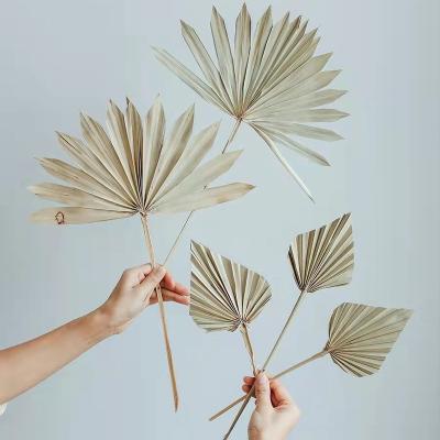 China Home Decor Natural Palm Leaf Cake Topper Dried Sun Palm Leaves Fan Palm Leaf Umbrella for sale