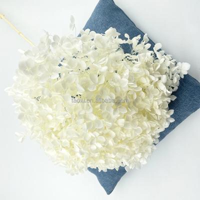 China Indoor Decoration Yunnan Taoxi Anna Hydrangea High Quality Natural Dry Preserved White Flower for sale