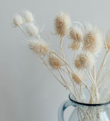 China China Yunnan home decor for wedding decoration natural preserved wool bleached thistle flower for sale