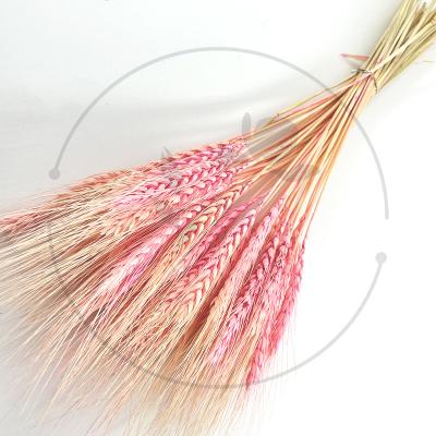 China 2022 High Quality Natural Dried Decoration Amazon Top Wheat Rose Flower for sale