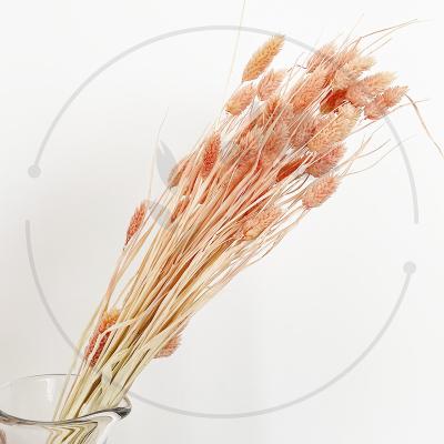 China Hot Selling Natural Dry Flower Gem Grass Dried Phalaris Grass Custom Home Decor Phalaris Grass Bundle Indoor Decoration Decoration for sale