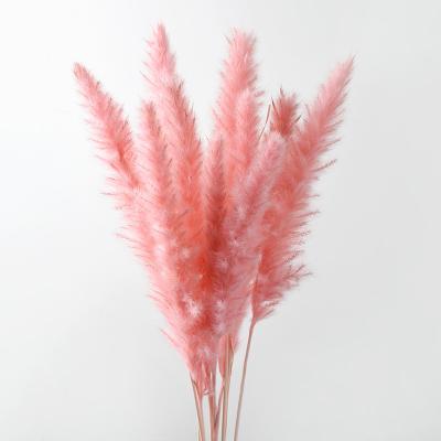 China 2022 Hot Sale Home Decor Amazon Small Natural Dried Pampas Grass for sale