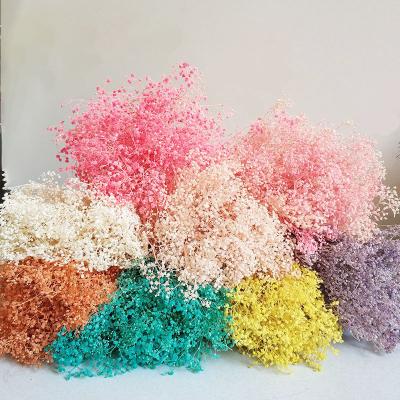 China 2022 Hot Selling High Quality Fashion Home Decor Real Natural Dry Gypsophila Preserved Dreamy Star Flower for sale