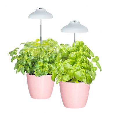 China Height Adjustable Miniarden Charloe - Umbrella Plant Grow Herb Garden Height Adjustable Automatic LED Light Timer - Wood Patte Color for sale