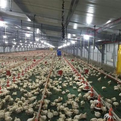 China De hete Onderdompeling galvaniseerde het Automatische Materiaal van de Gevogelte Veeteelt voor de Landbouwkip Te koop