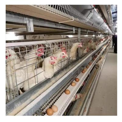 Chine Type système automatique de H de cage de couche d'oeufs de poulet de batterie d'équipement d'aviculture de couche à vendre