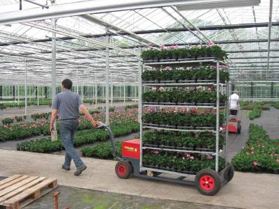 Cina Carrello a ruote d'acciaio del vaso della pianta di giardino, scaffale del vaso di fiore di 500kgs H1900mm in vendita