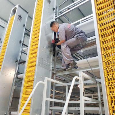 China Improve chicken feeding efficiency and save labor costs China Supplier Good Poultry Cages With Automatic Egg Collectors for sale