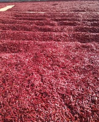 China Chinese Supplier Dried Chilli Thread Chilli Shreds Threaded Dried Red Chilli for sale