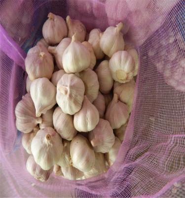 China Fresh white garlic 5cm from China for sale