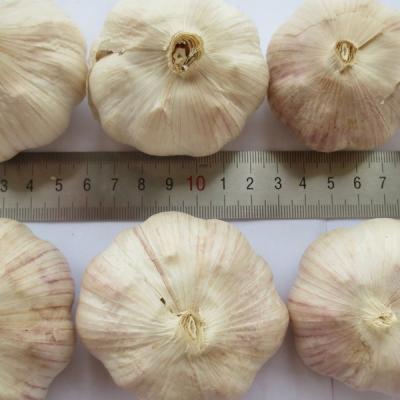 China Super Fresh Quality Normal White Garlic Low Price (10kg Mesh Bag) for sale