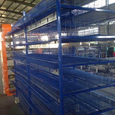 China Hot Sale Automatic Quail System Layer Quail Battery Cages for sale