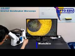 OPTO-EDU A13.2607 Invered MetallInvered Metallurgical Microscope, BF,PL