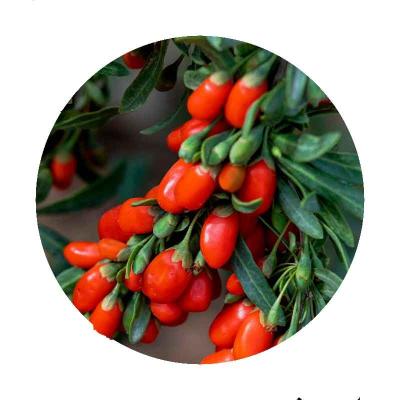 China Fruits Goji berry package raw_materia dry bulk goji berries in china for sale