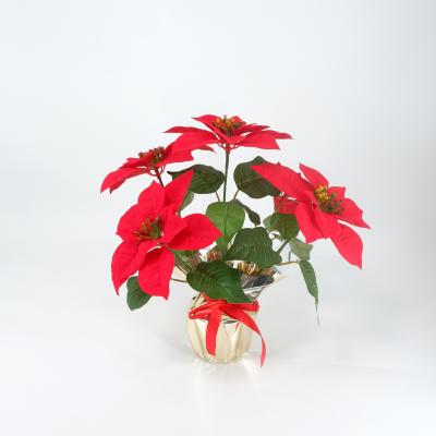 China 2021 home decoration Christmas flower hot-selling poinsettia, used in wedding hotel garden house decoration. for sale