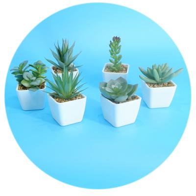 China Minimalist direct wholesale desktop mini simulation plant creative succulents display for sale