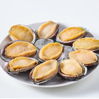 China Transport High Quality Frozen Polished Abalone - Wholesale Free Deep Sea Tasty Healthy Abalone in Shell Seafood for sale