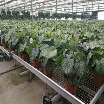 China Easily Assembled Agricultural Electric Control Plastic Poly Tunnel Film Greenhouse for sale