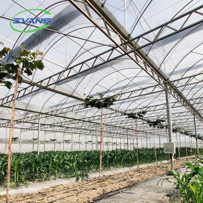 China Easily Assembled Commercial Galvanized Steel Truss Poly Film Greenhouse Poly Greenhouse for sale