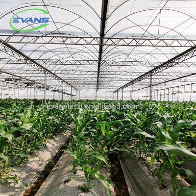 China Hot Sale Factory Price Multi-span Aluminum Foil Tunnel And Greenhouse Easily Assembled for sale