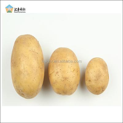 China Fresh Bright Yellow Color Smooth Shiny Surface Dutch Potato In Packaging Bags for sale