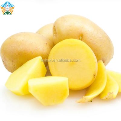 China ISO9001 Certificate Fresh Cheap Price Fresh Potato Export To India for sale