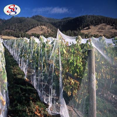 China Fruit Tree Protection Pond Garden Vineyards HDPE Bird Netting for sale