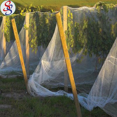 China Fruit Tree Protection HDPE Anti Bird Knotless Netting With Black Or White Color for sale