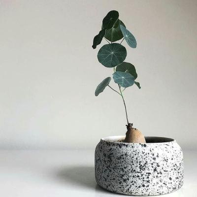 China Acceptable Wholesale Supplies Customized Logo Eco-friendly Garden Flower Home Office Plant Decoration Ceramic Cheap Bonsai Pots for sale