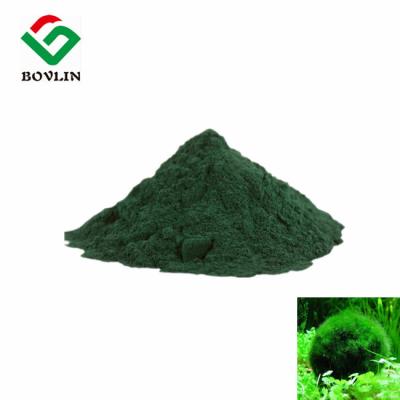 China Polvo del extracto de la Chlorella de la categoría alimenticia para la salud y el cuidado de piel en venta