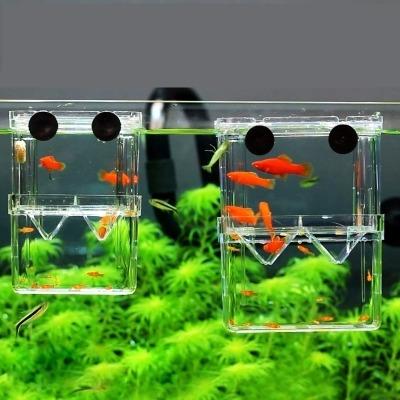 China Young Viable Fish Breeding Box Bettas Net Acrylic Isolation Hatchling Box for sale