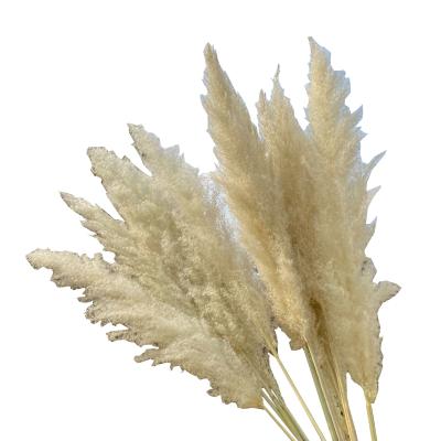 China PP1007 Natural Wholesale Decorative Phragmites Touch Dried Gray White OEM Small Pampas Grass Real Pampass Grass Natural Group Flowers for sale