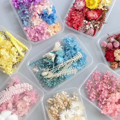 China decorative flower & handmade wreath crafts real natural mixed multiple boxed accessories preserved flower dried for herbarium epoxy resin for sale