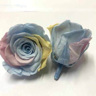 China Environmental protection roses green colorful unfading ecuadorian rose A+ grade popular preserved roses on sale for sale