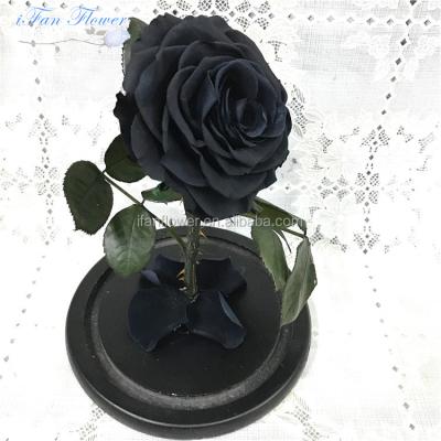 China Environmental protection flowers and green black plants or preserved flower in Glass-factory direct supply or wholesales for sale