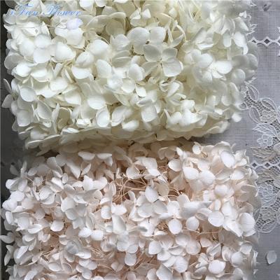 China Excellent export quality green environmental protection fresh preserved hydragea wholesale price for sale