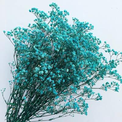 China High quality brand new preserved natural flower babysbreath flowers natural flowers wholesale for sale