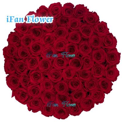 China Green Real Flower Discount Valentine's Day Top A Grade Environmental Protection Touch Giant Preserved Roses for sale