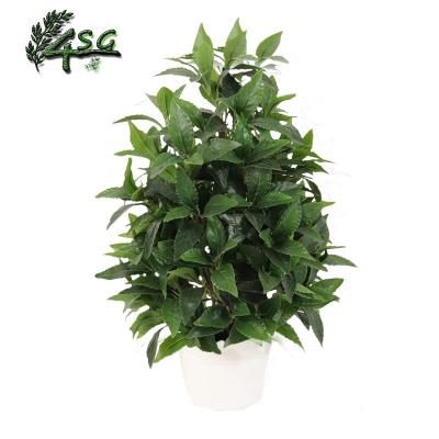 China CHINA LAUREL LEAF WHOLESALE BONSAI TREE ORNAMENTAL MINI POTTED LAUREL TREE ORNAMENTAL EASY HOLD TREE WHOLESALE for sale