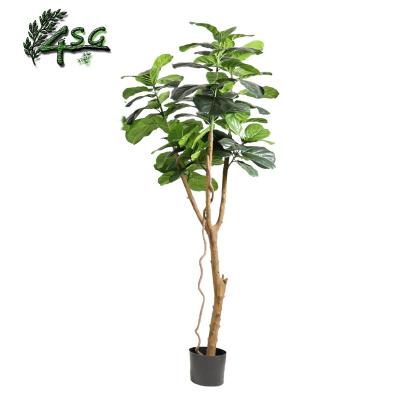 China NEW MODEL Easy Maintain PLANT FICUS LYTATA BONSAI PLANT FOR SALE GARDEN DECOR VIOLIN FIG for sale