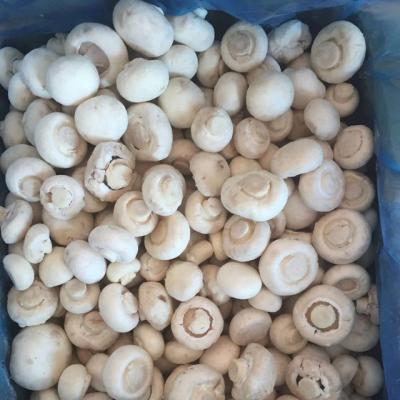 China IQF FROZEN Champignon IQF Champignon Frozen Mushroom for sale