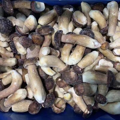 China IQF FROZEN Boletus Wholesale Wild Edilus Mushroom for sale